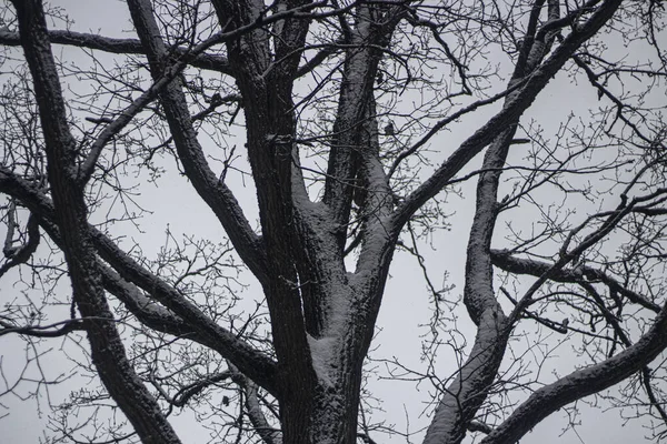 Растянутое дерево. Дубовые ветви . — стоковое фото