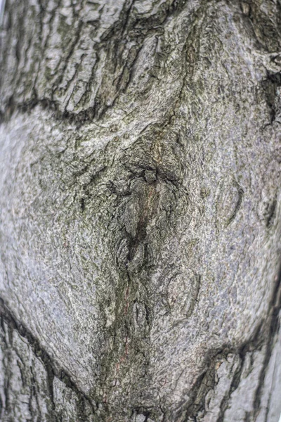 Текстура кори дерева . — стокове фото