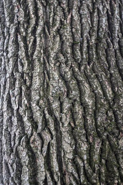 Textura de casca de árvore. — Fotografia de Stock