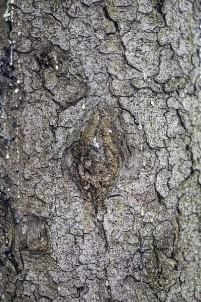 Textur der Baumrinde. — Stockfoto