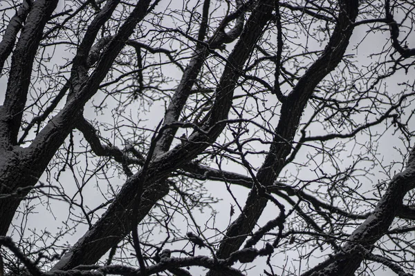 Un arbre tentaculaire. Branches de chêne . — Photo