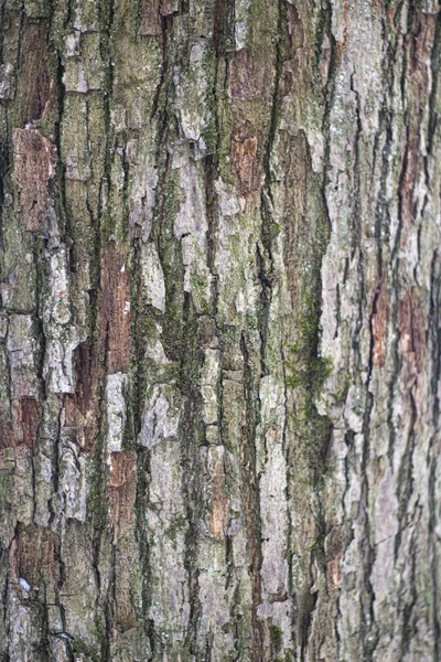 Textura de casca de árvore. — Fotografia de Stock