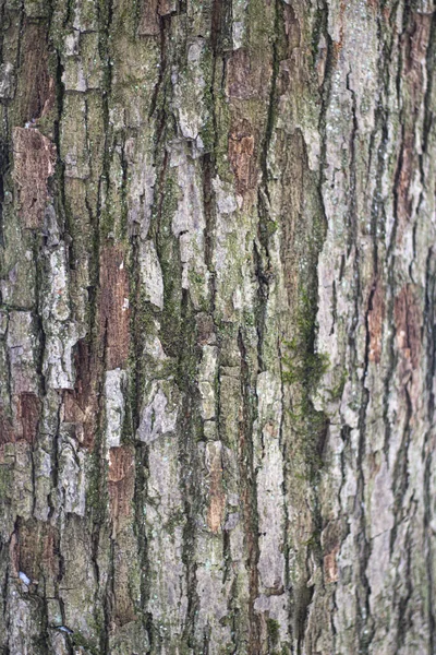 Trädbarkens struktur. — Stockfoto