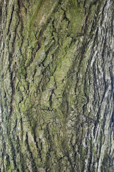 Текстура кори дерева . — стокове фото