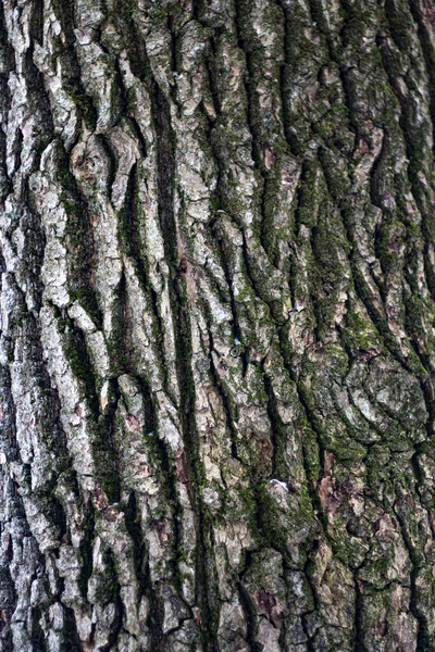Textura de corteza de árbol. — Foto de Stock