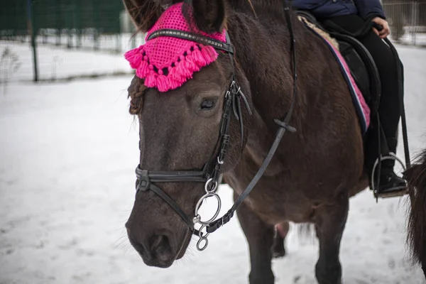 Paardenhoofd. Muilkorf van een paard close-up. — Stockfoto