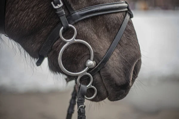 Cabeça de cavalo. Bocal de um cavalo close-up. — Fotografia de Stock