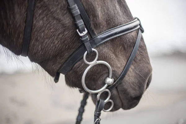 Cabeça de cavalo. Bocal de um cavalo close-up. — Fotografia de Stock