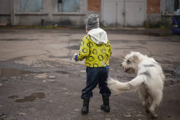 Ребенок бежит по лужам с собакой . — стоковое фото