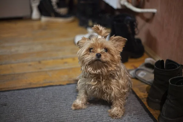 Un cagnolino è seduto nel corridoio . — Foto Stock