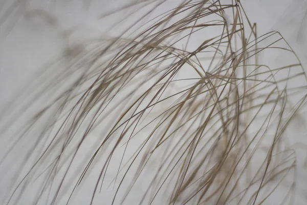 El fondo de las plantas secas en invierno . — Foto de Stock