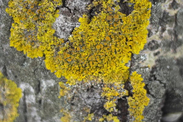 Textura de liquen en la corteza . —  Fotos de Stock