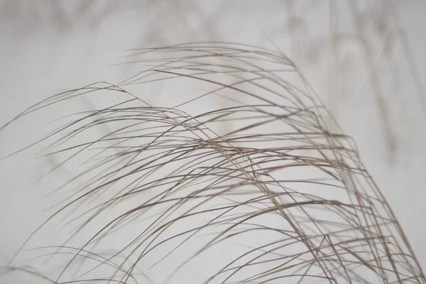 El fondo de las plantas secas en invierno . — Foto de Stock