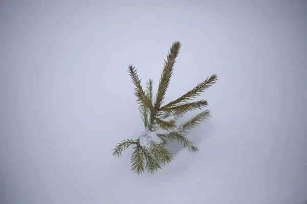 Abeto rompe la nieve . — Foto de Stock