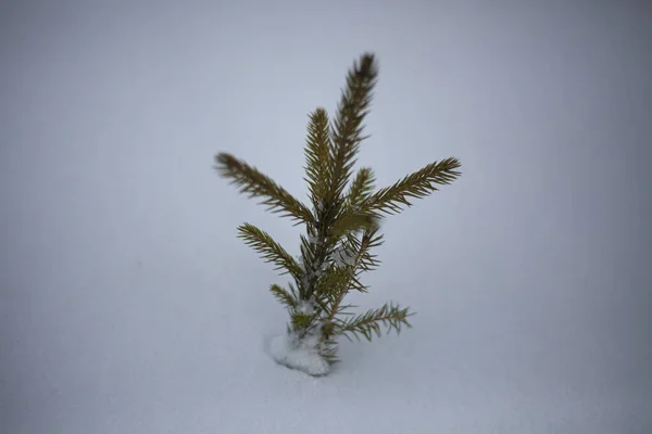 Spruce breaks through the snow.