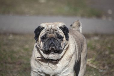 Yürüyüşe çıkmış köpek..
