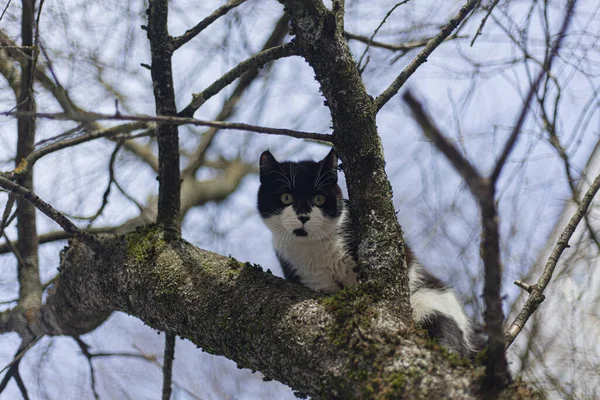 Die Katze sitzt auf einem Baum. — Stockfoto