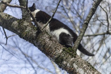 Kedi ağaçta oturuyor..
