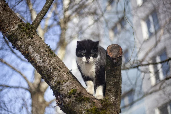 The cat is sitting on a tree. — Stock Photo, Image