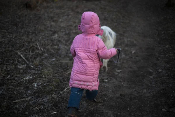 El niño pasea con un perro . —  Fotos de Stock