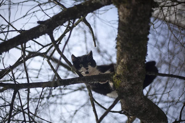 Katten sitter på ett träd.. — Stockfoto