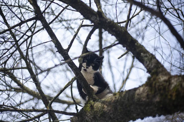 Die Katze sitzt auf einem Baum. — Stockfoto