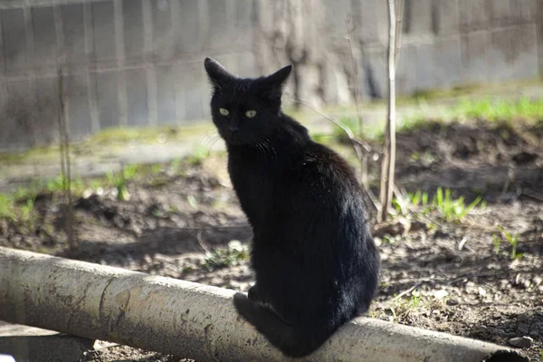 Dakloze kat op straat. — Stockfoto