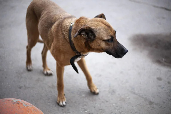 Cão sem abrigo na rua. — Fotografia de Stock