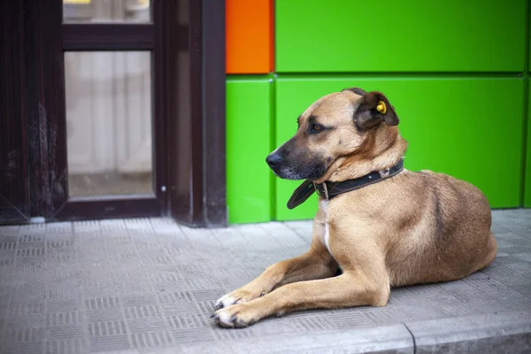 Perro sin hogar en la calle. — Foto de Stock