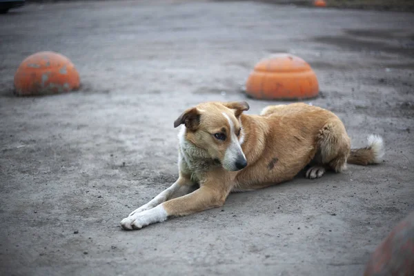 Hajléktalan kutya az utcán. — Stock Fotó