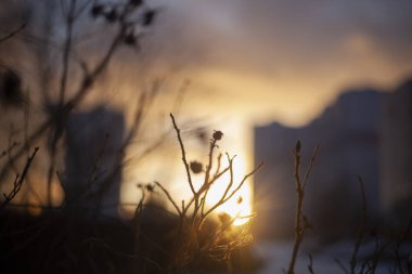Gün batımında Rosehip silueti.