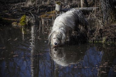 Ormandaki köpek. Köpekle avlanmak..
