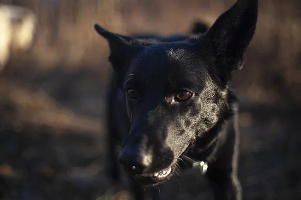 Perro en el bosque. —  Fotos de Stock