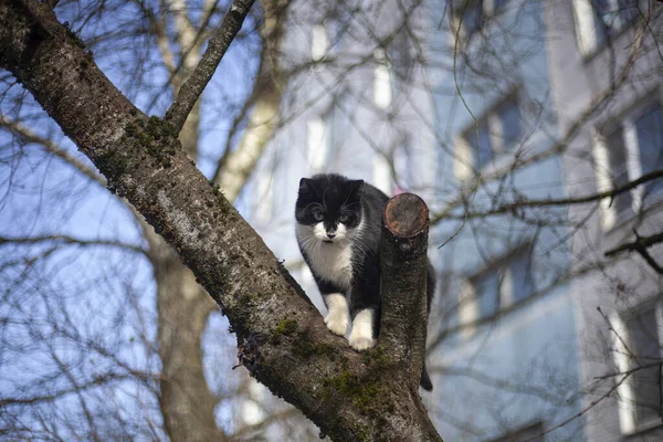 Katten sitter på ett träd.. — Stockfoto