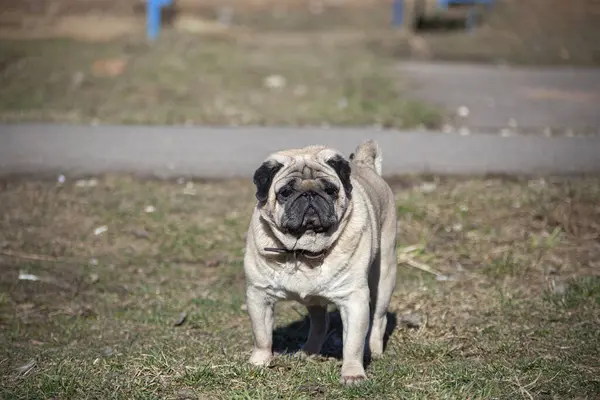 Pug em uma caminhada . — Fotografia de Stock