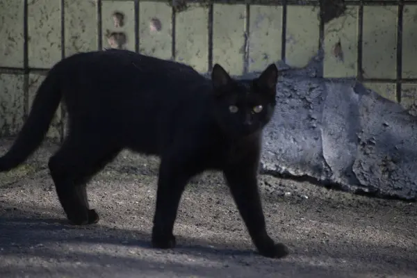 Безпритульний кіт на вулиці . — стокове фото