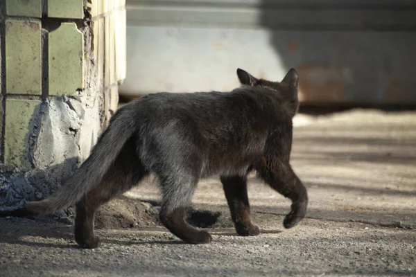 Dakloze kat op straat. — Stockfoto