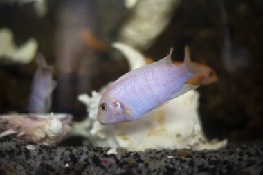 Akvaryumdaki balıklar yüzüyor..