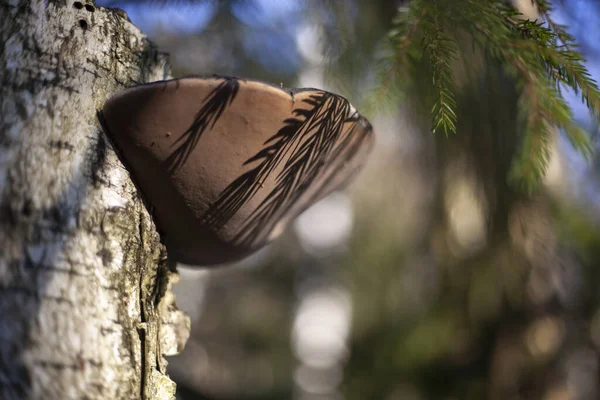 Tree mushroom on a birch.