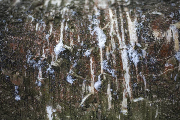 La textura de la corteza del árbol. — Foto de Stock