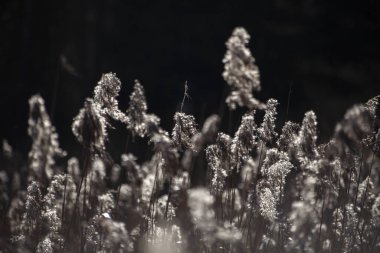 Kuru ot arka planı. Tarlada bitkiler