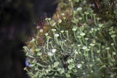 Yosun bir cıvata üzerinde büyür