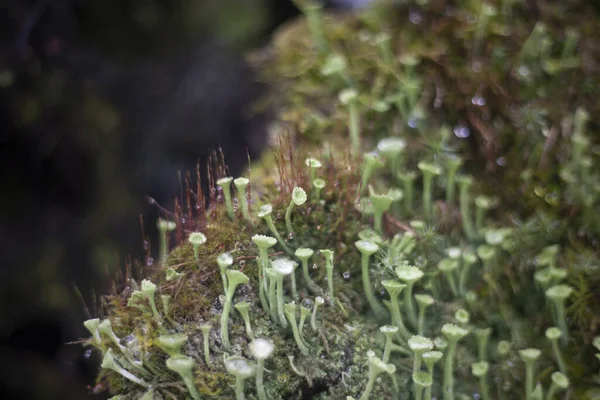 Moss grows on a bolt — Stock Photo, Image