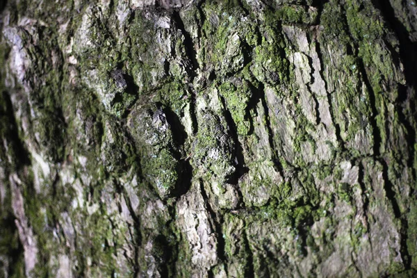 Kora drzewa w naturalnym świetle. — Zdjęcie stockowe