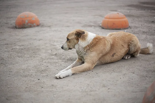 Perro sin hogar en la calle. — Foto de Stock