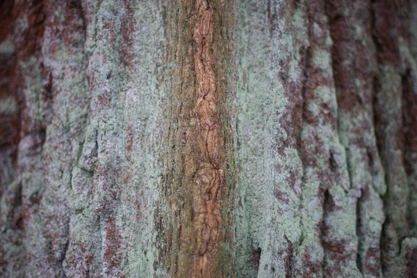 Trädbark i naturligt ljus. — Stockfoto