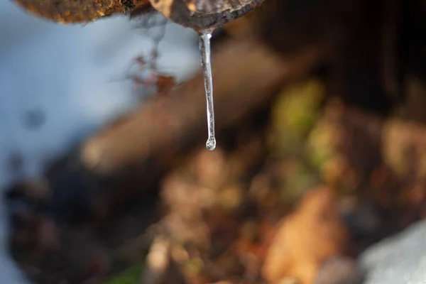 A drop on an icicle in the forest — Stock Photo, Image
