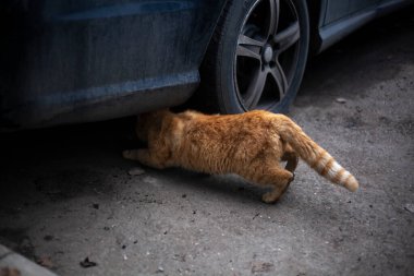 Sokak zencefili kedi