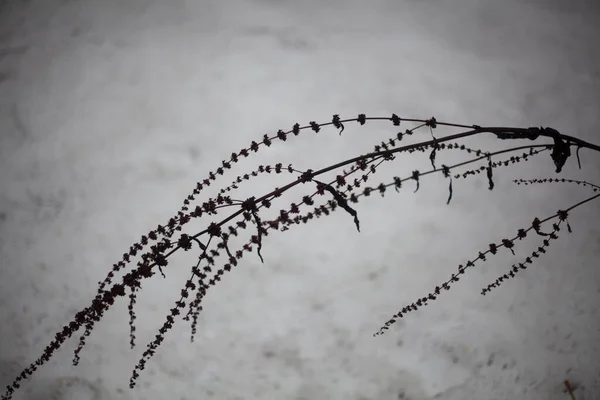 Herbe sèche dans la neige — Photo