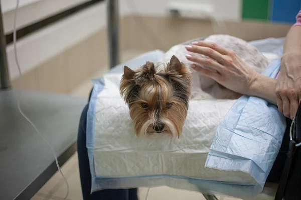 Veterinerdeki köpek..